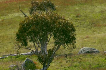 Kangaroo Valley 2022 Dub in Hindi thumb