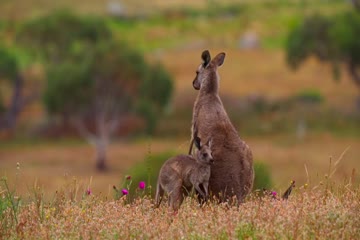 Kangaroo Valley 2022 Dub in Hindi thumb