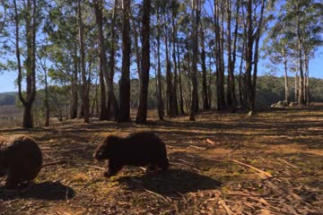 Kangaroo Valley 2022 Dub in Hindi thumb